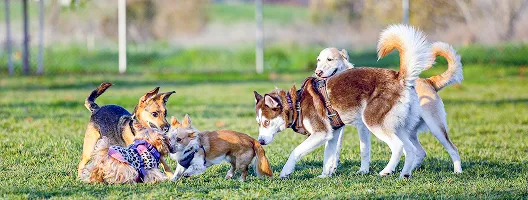 たくさんの種類の犬