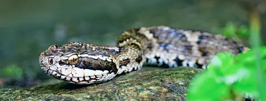 特定動物の例：マムシ