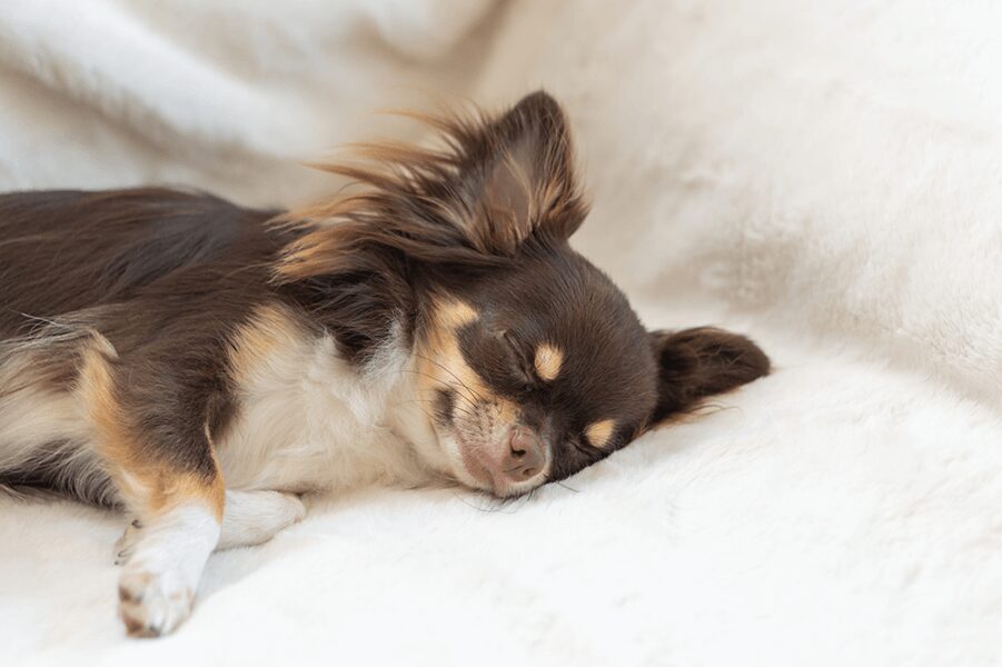 幸せそうに眠るチワワの写真