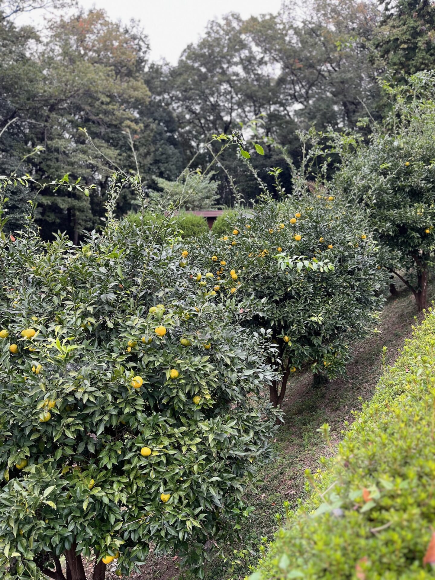 園内の柚子