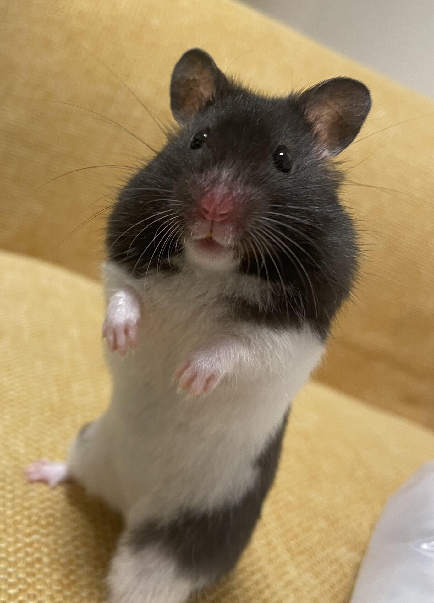 ハムスターのおぼろちゃん