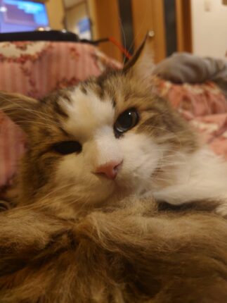 ノルウェージャンの立会火葬。