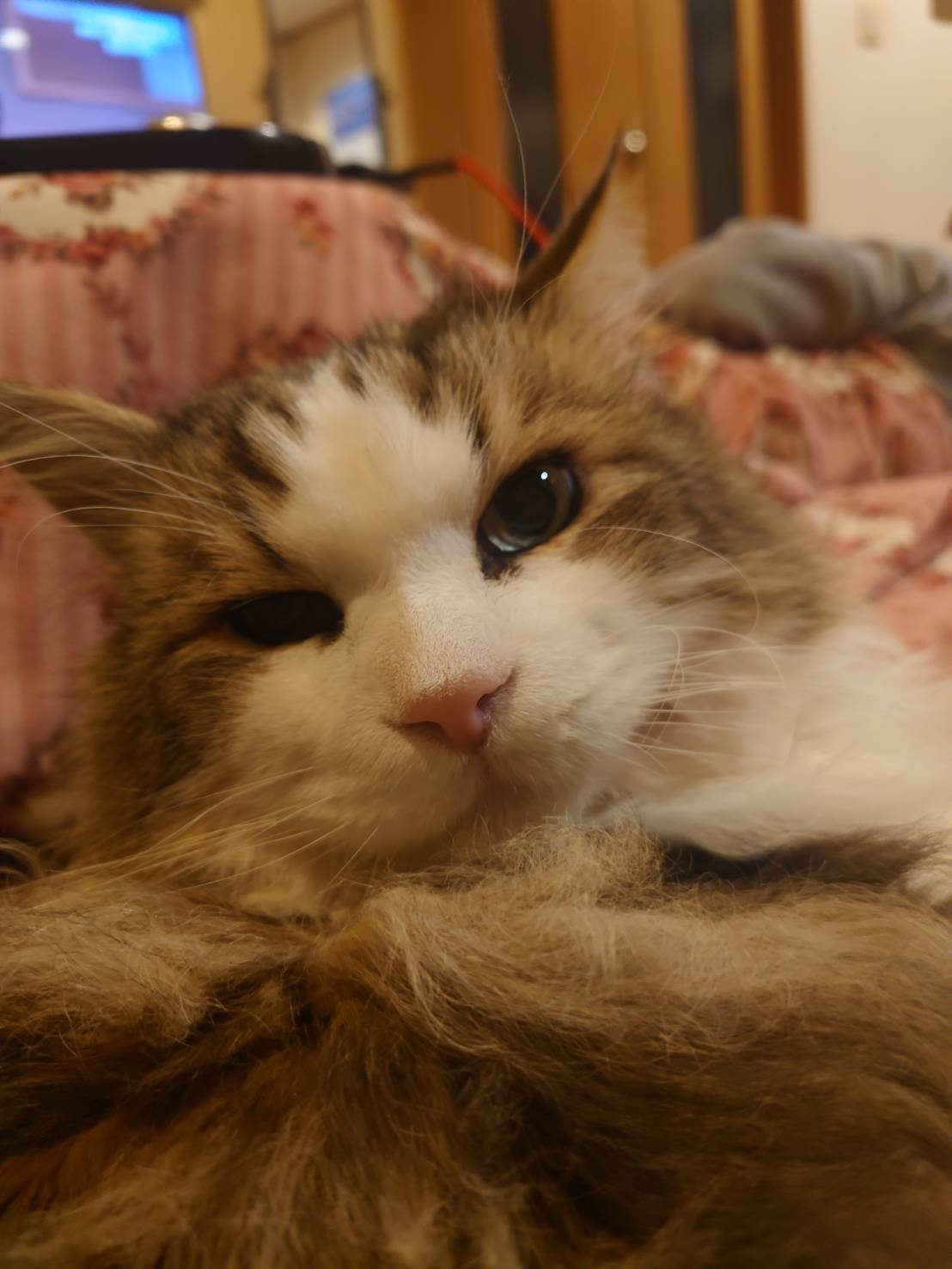 ノルウェージャンの立会火葬。