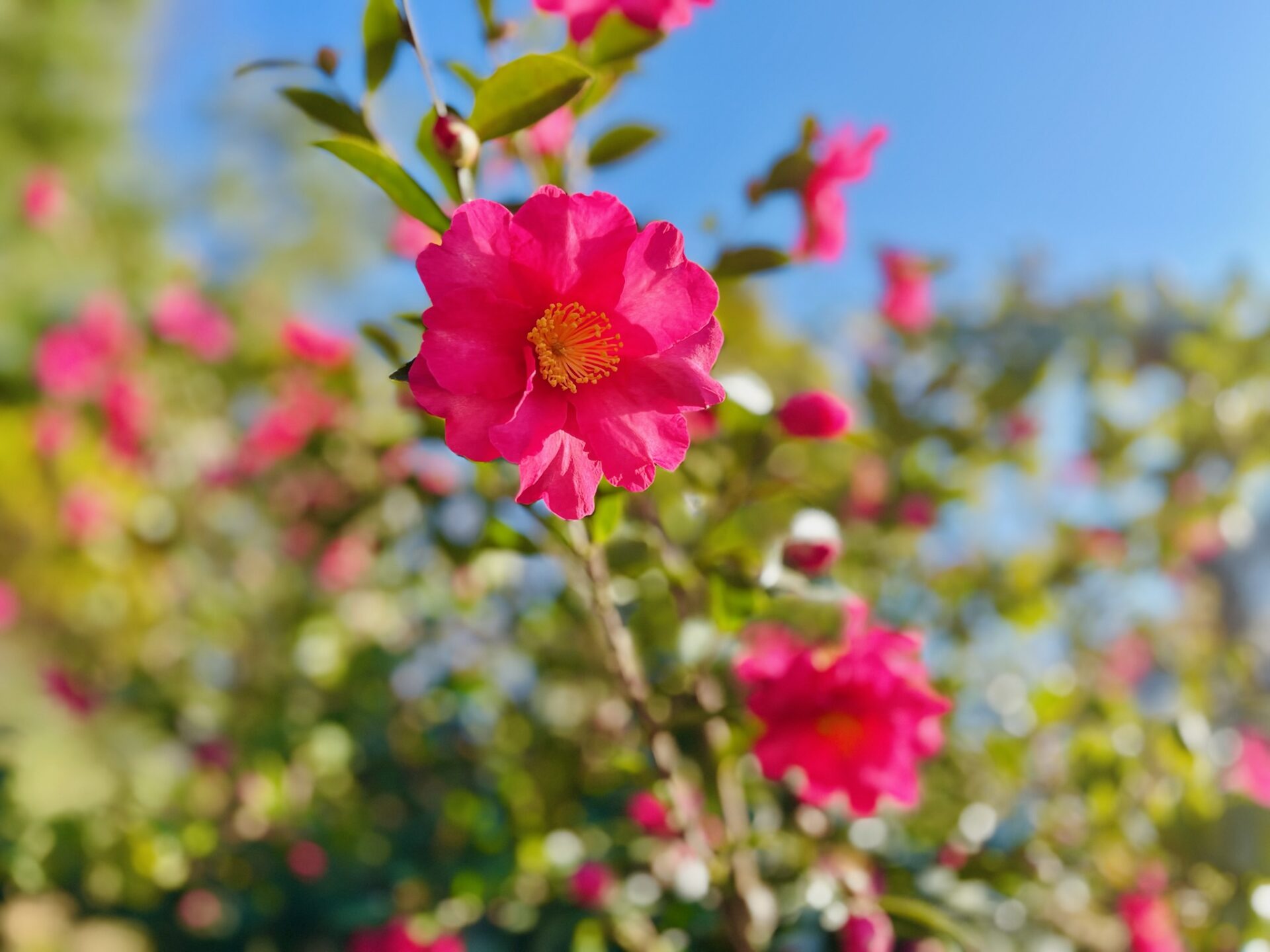 サザンカ アップ