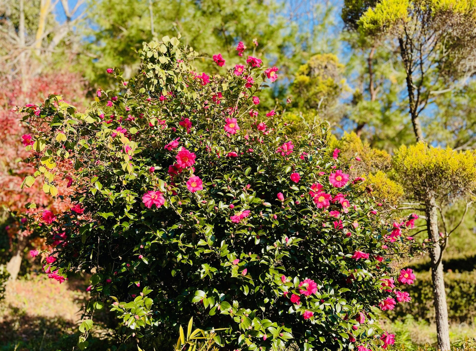 サザンカ　全体