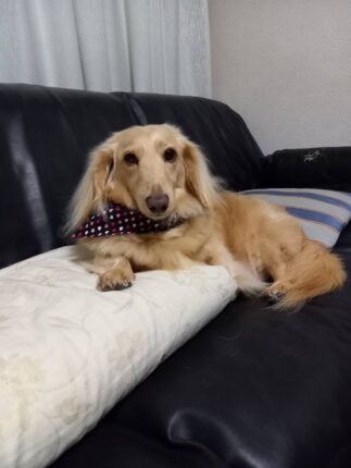 立会火葬 きら星ちゃん