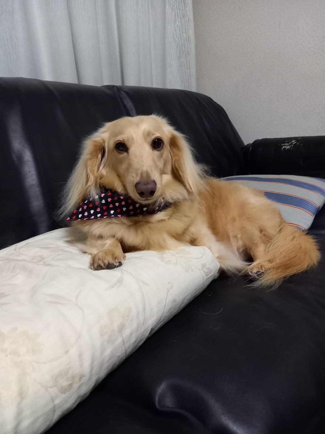 立会火葬 きら星ちゃん