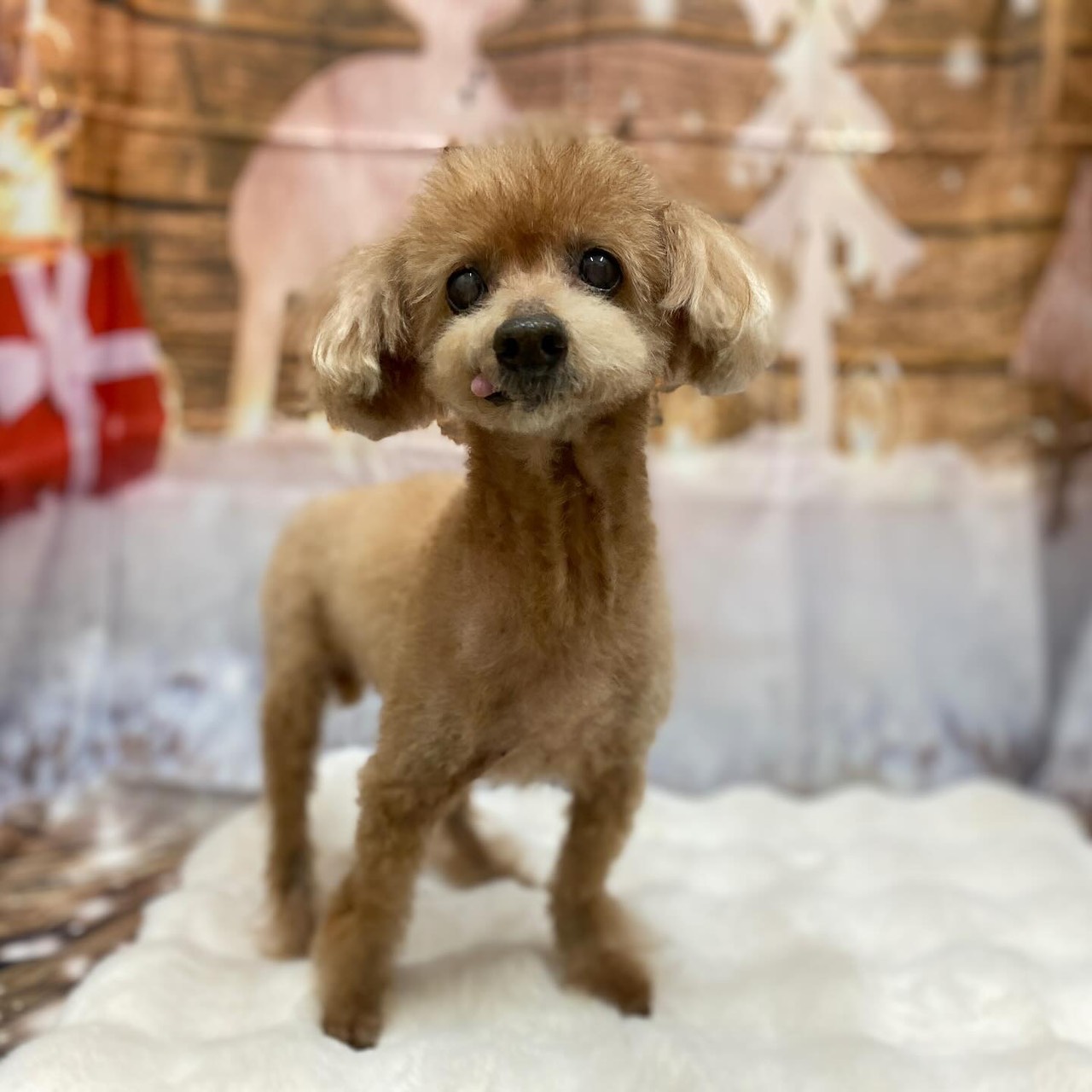 トイプードルのチャルシーちゃん