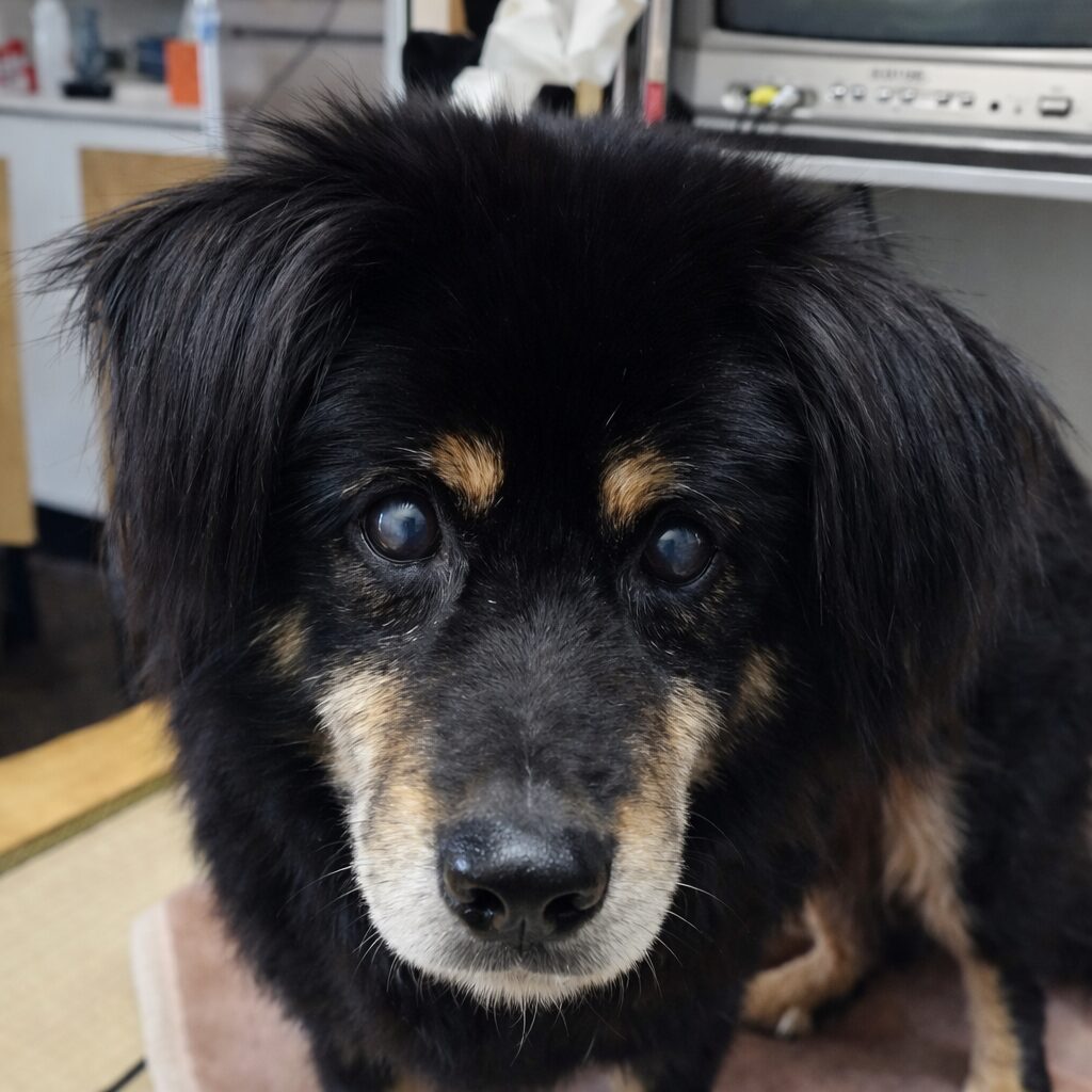 サンちゃん合同火葬