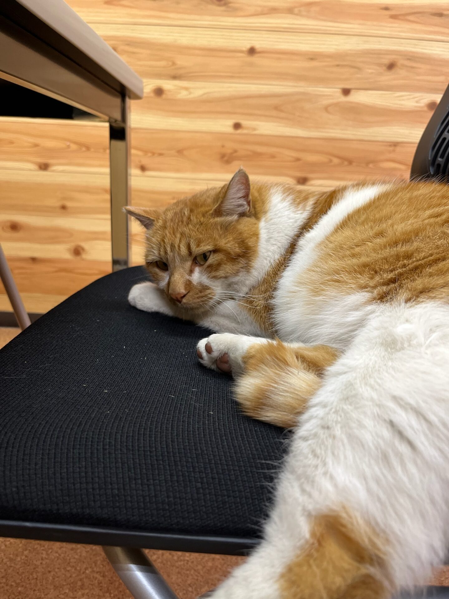 事務所でぬくぬくイチロー