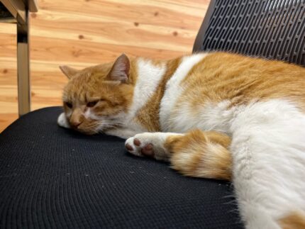 さむい日のイチロー