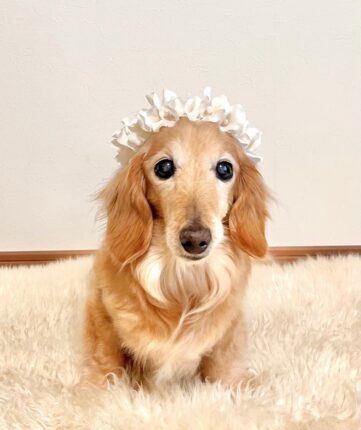 ヒナちゃんの立会火葬