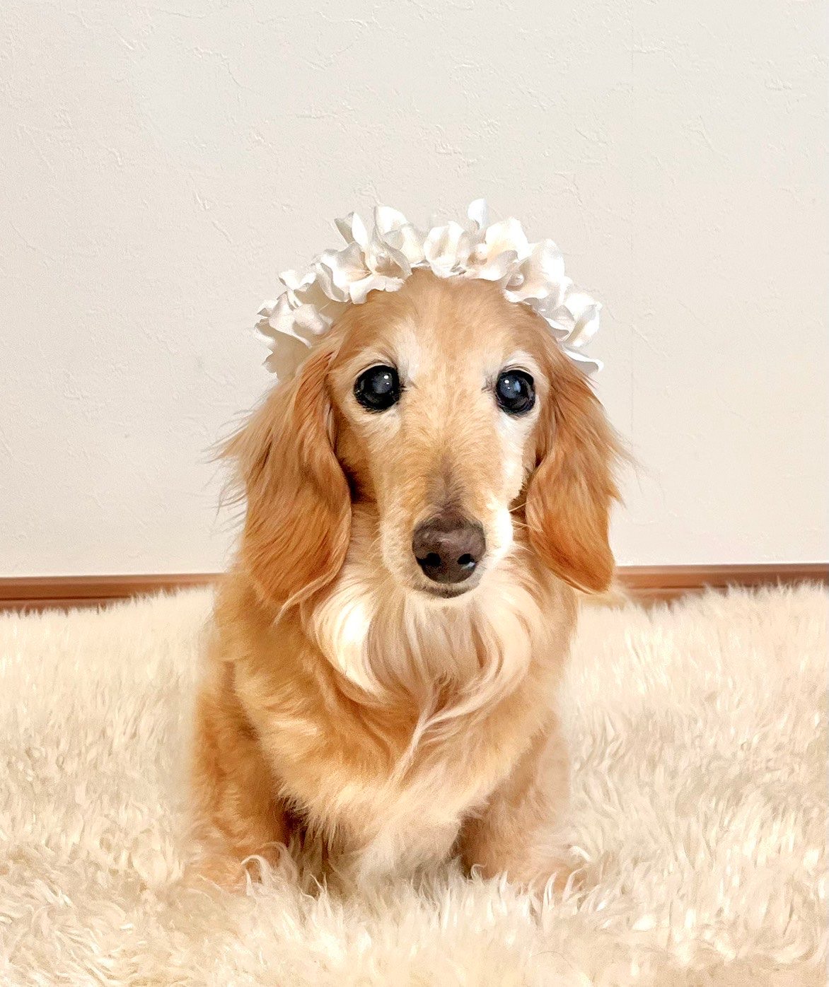 ヒナちゃんの立会火葬