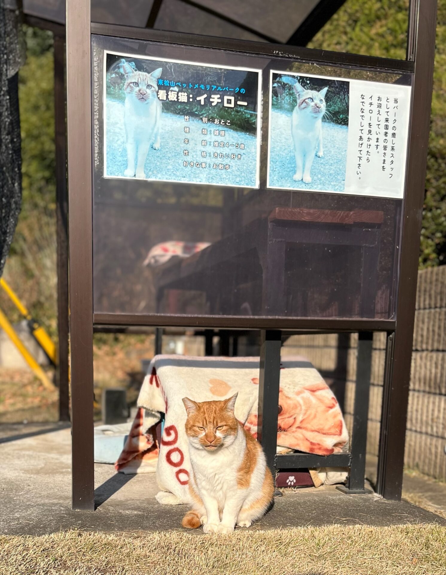 きりっとしてるイチロー