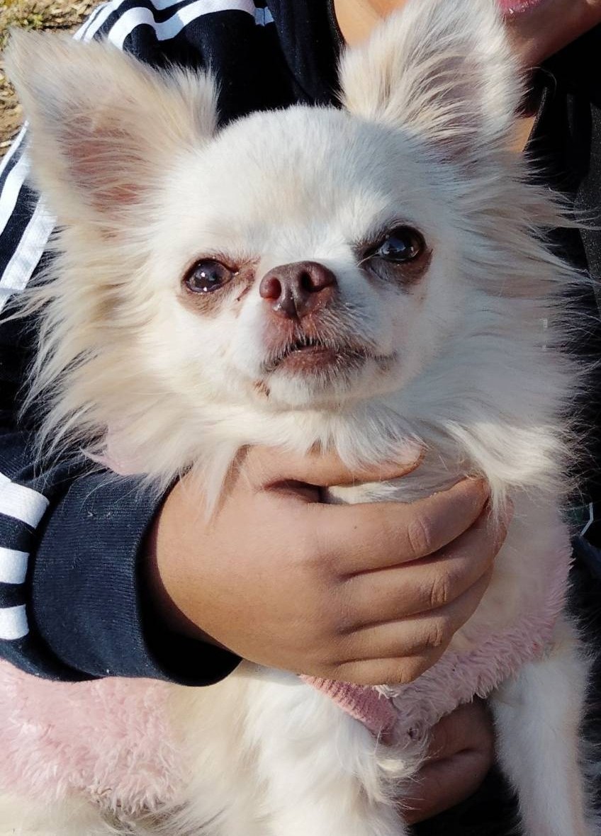 てんちゃん　チワワ