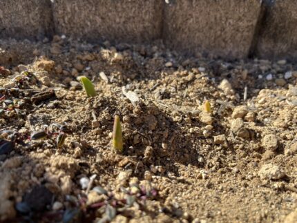 チューリップ芽