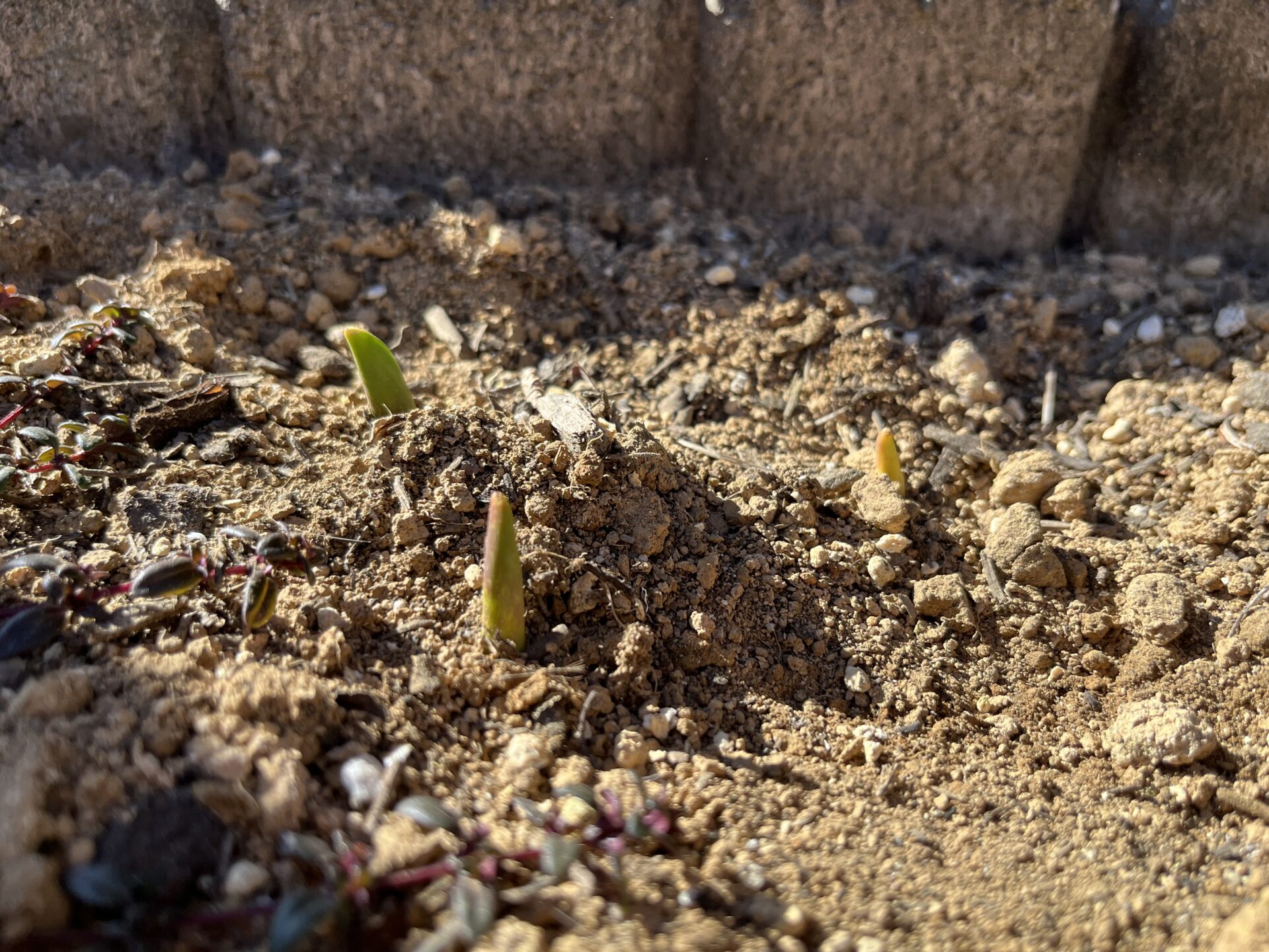 チューリップ芽