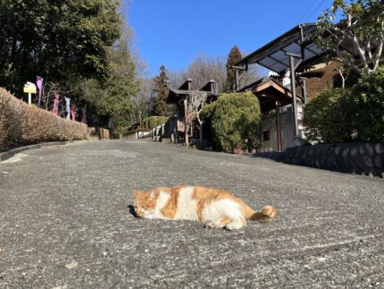 坂道でみまもり猫