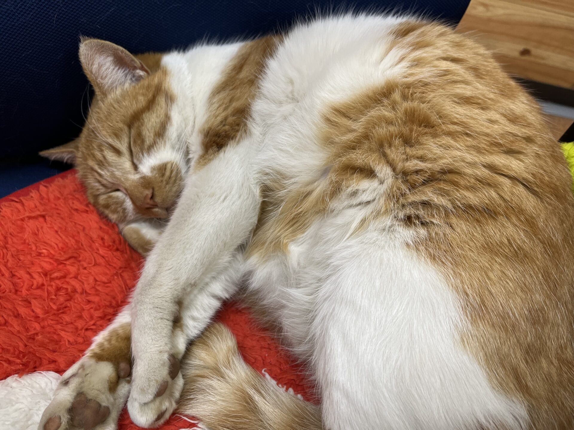 事務所で昼寝　ｲﾁﾛｰ