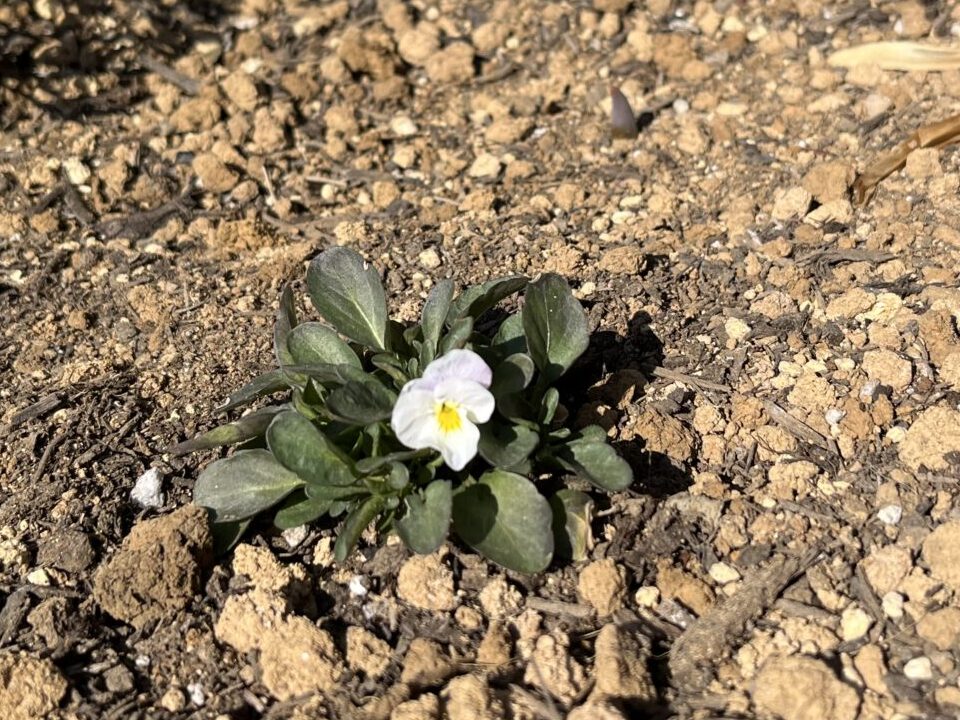 ビオラ咲きました