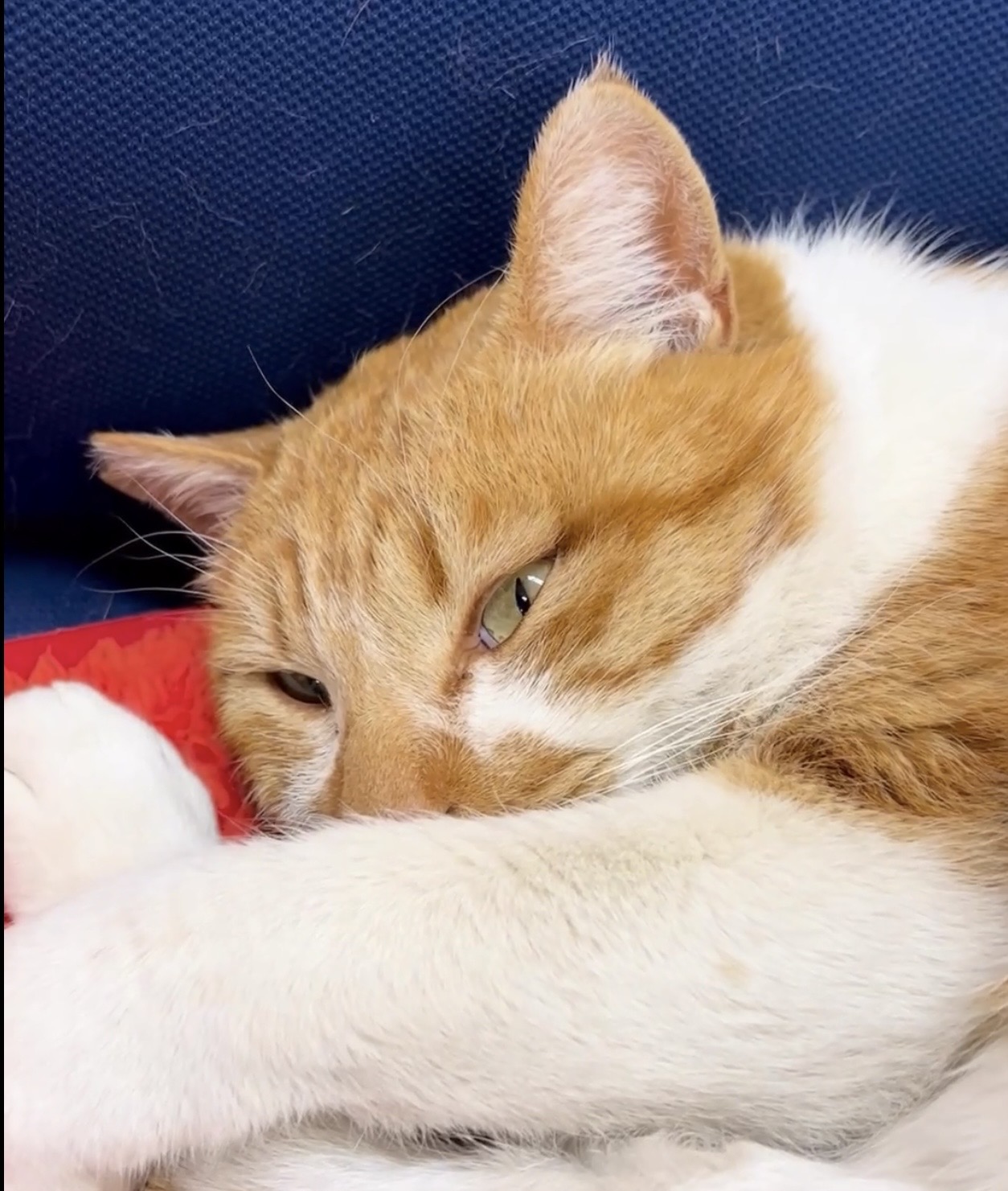 イチロー　ちら見