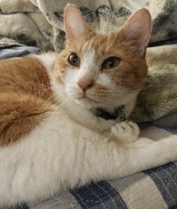 びびちゃんの立会火葬