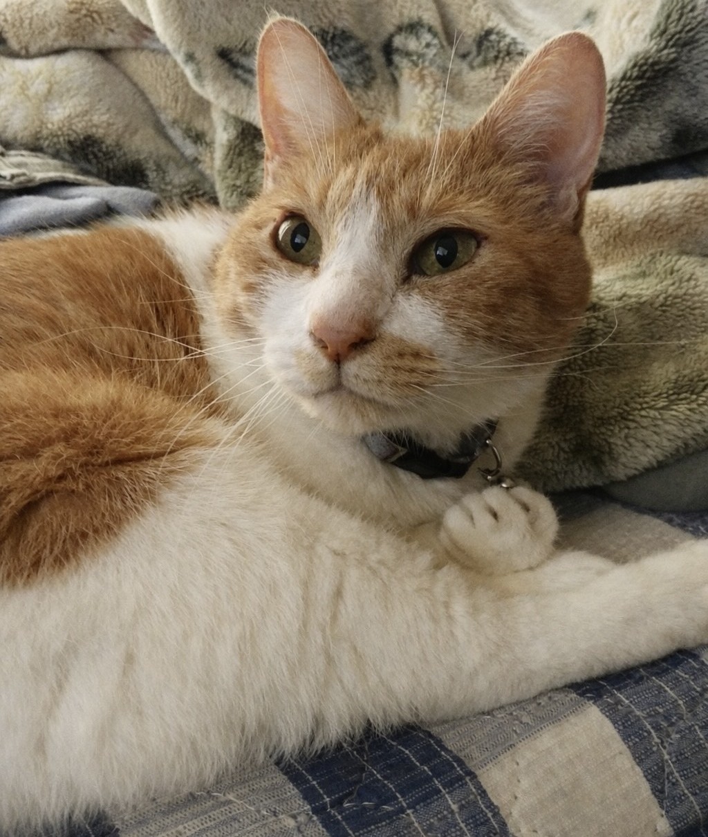 びびちゃんの立会火葬