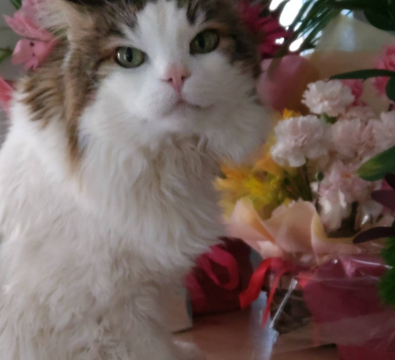 ベルリオーズくんの立会火葬