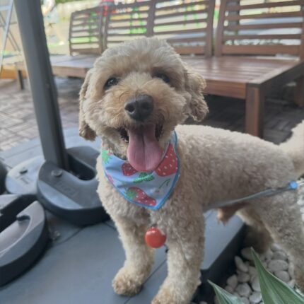 穐山ロコちゃんの立会火葬