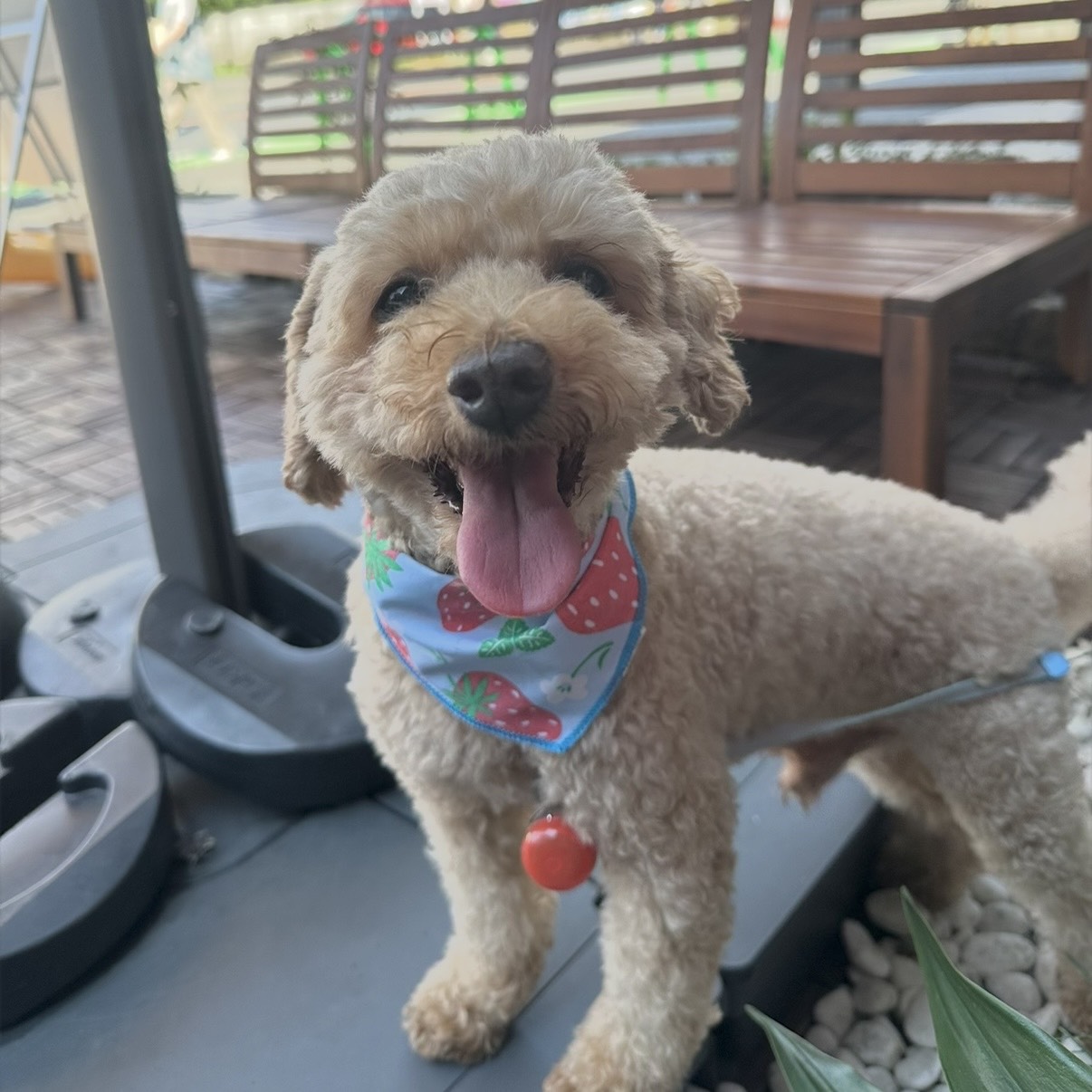 穐山ロコちゃんの立会火葬