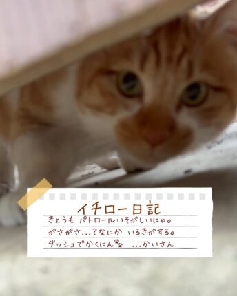 イチロー日記 隙間から