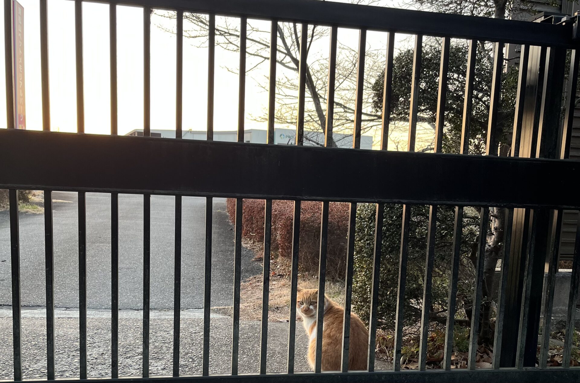 哀愁漂うイチロー