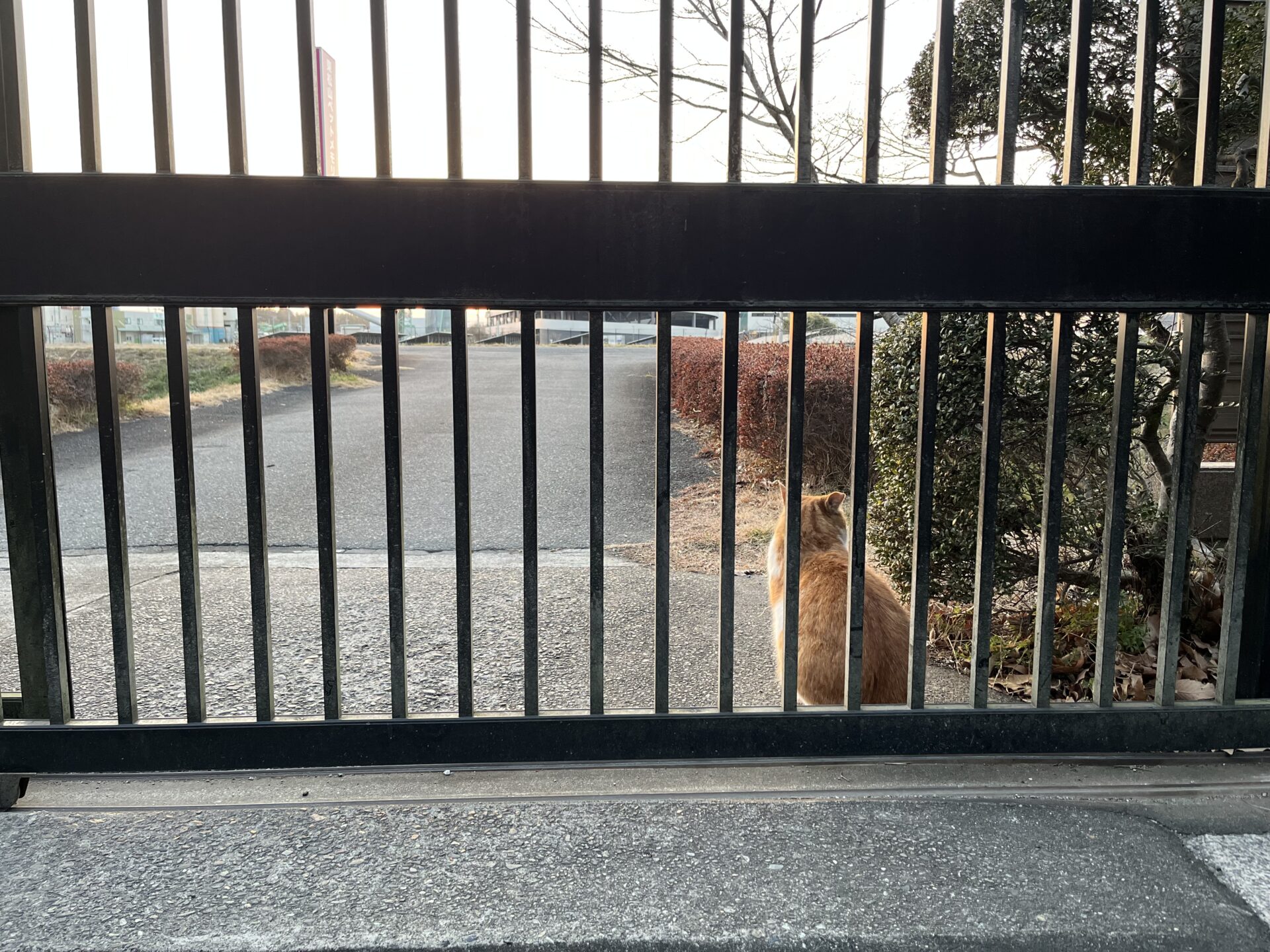 可愛い後ろ姿イチロー