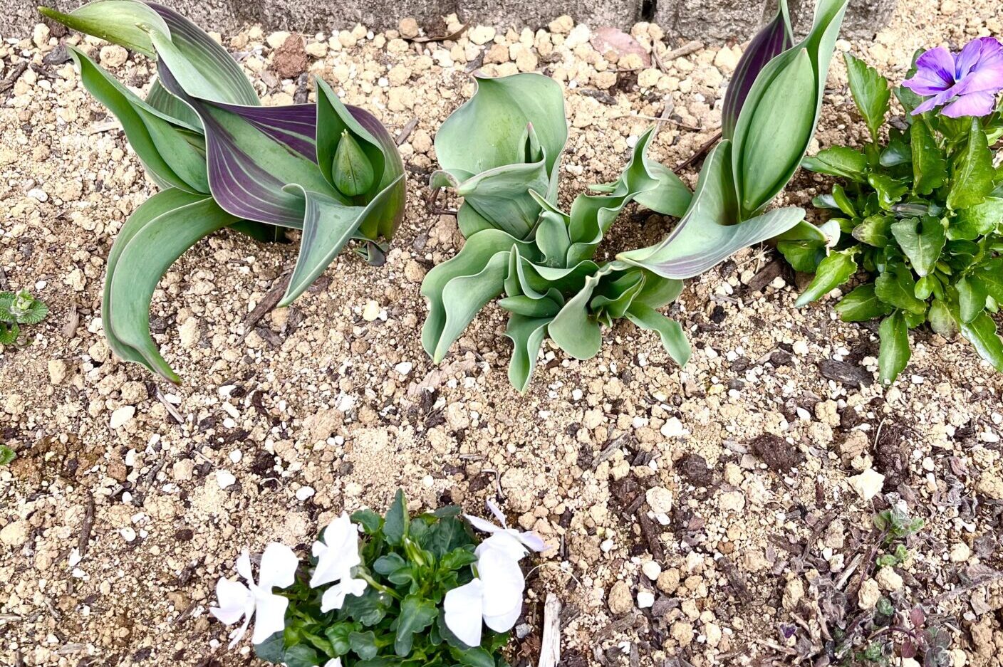 チューリップの芽