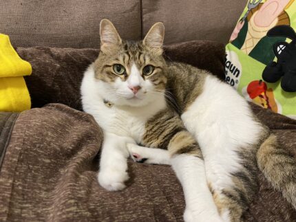 立会火葬ティナくん