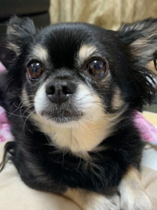 チワワのチョコちゃん。立会火葬