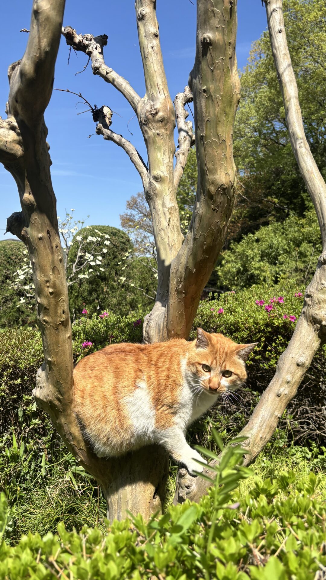 木登りイチロー