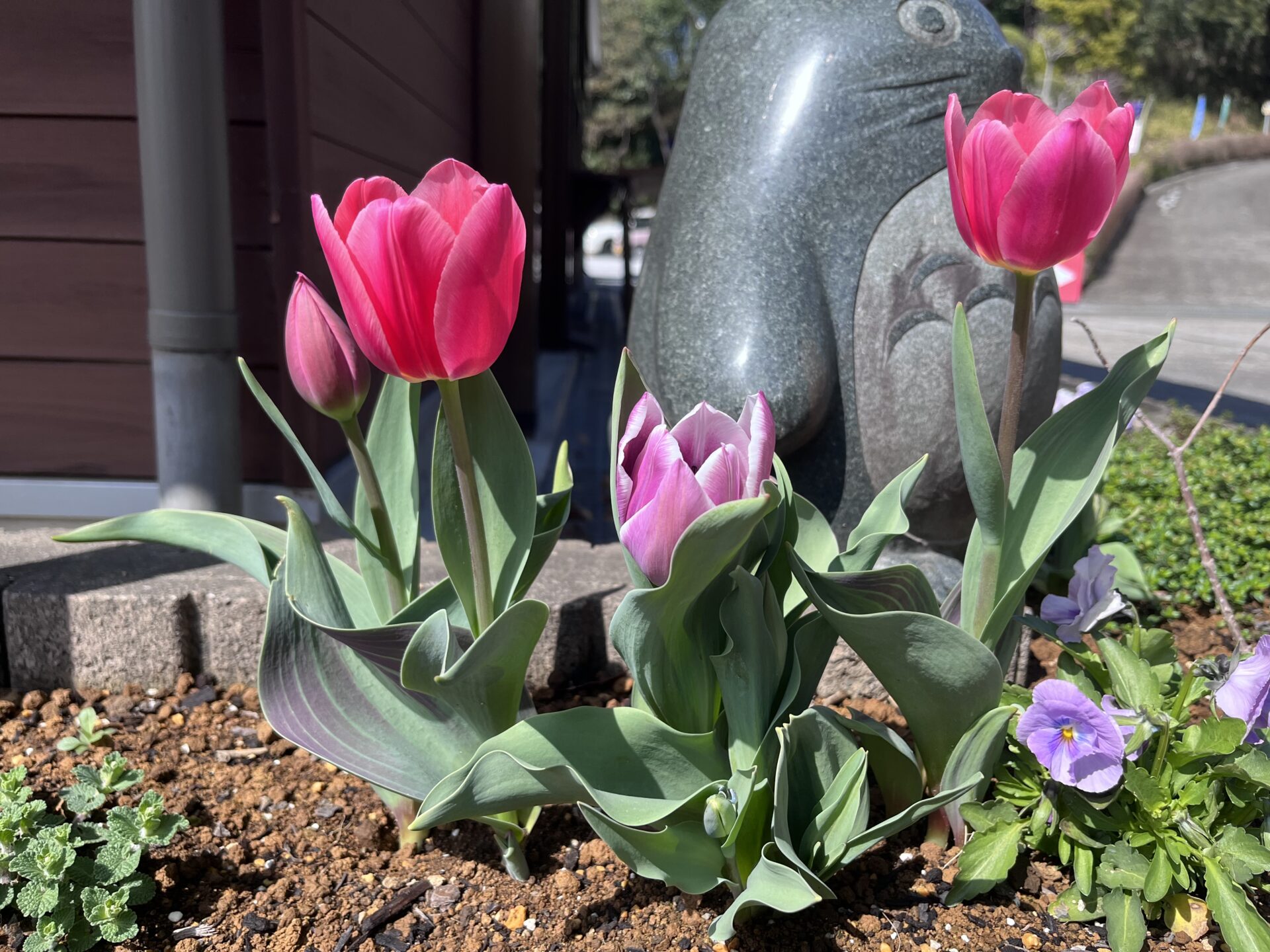 赤チューリップ