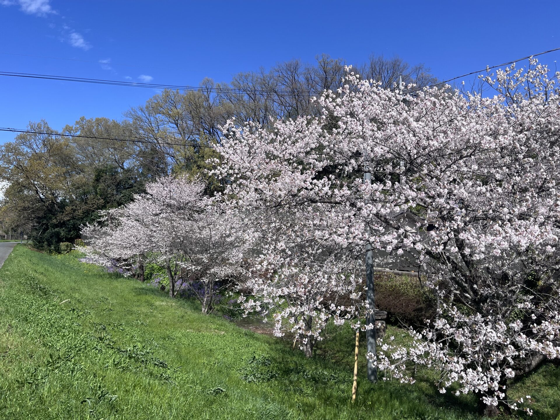 門前の桜