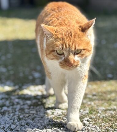 きりっとイチロー