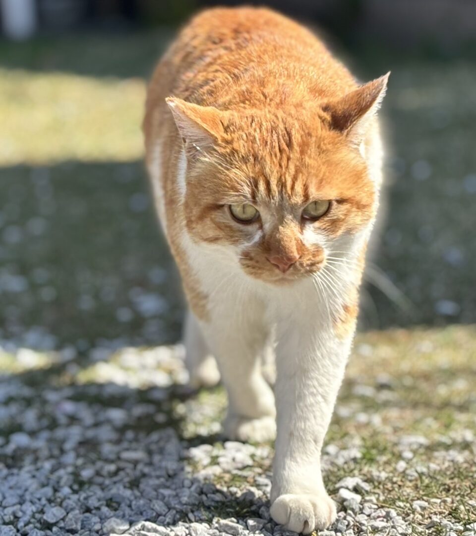 きりっとイチロー