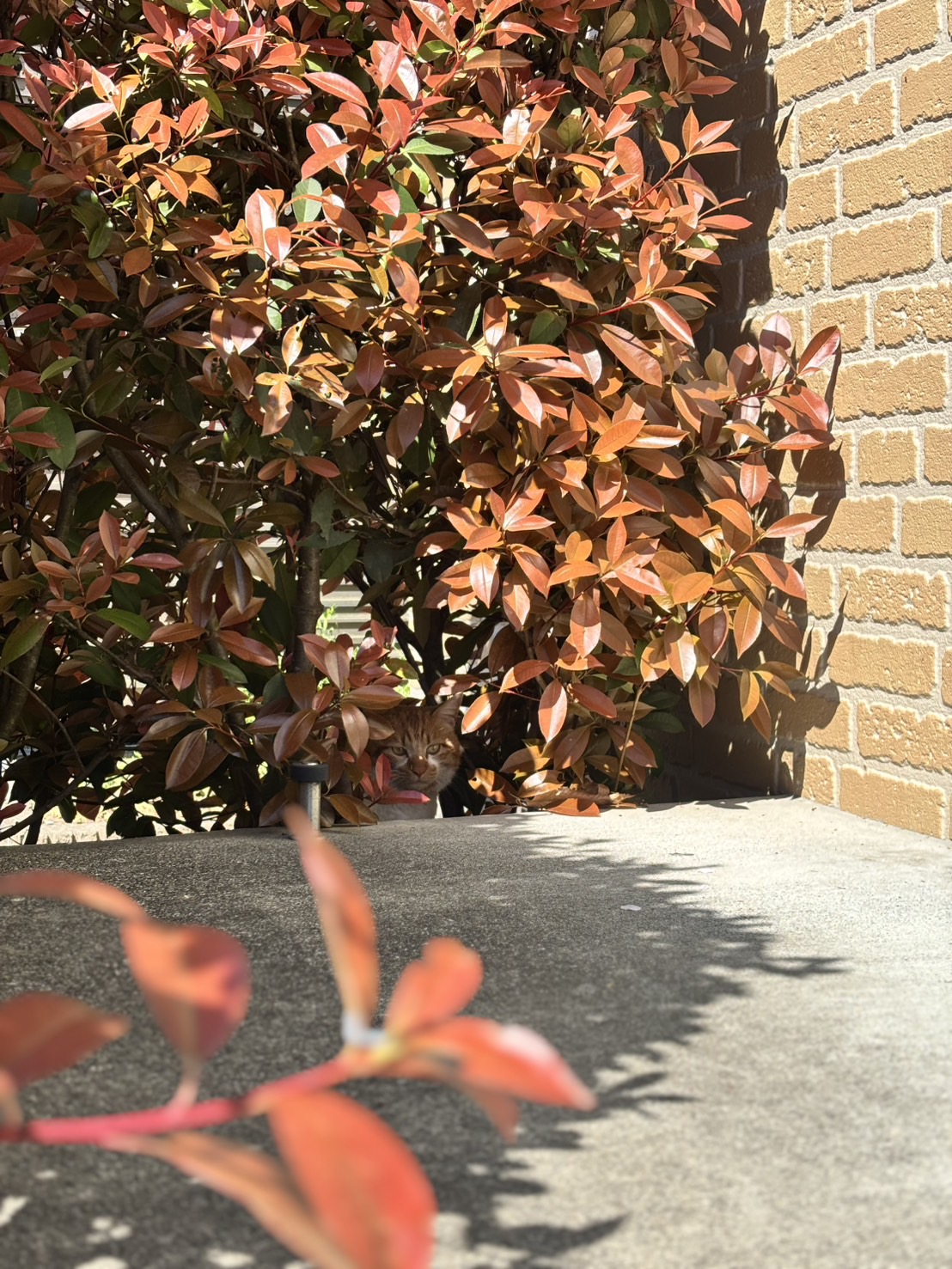 隠れてるイチロー