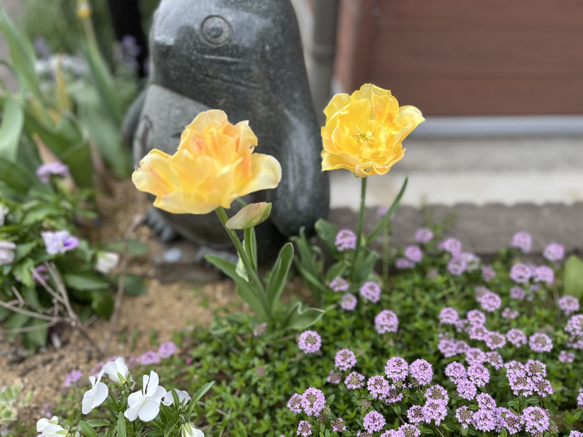 黄チューリップ