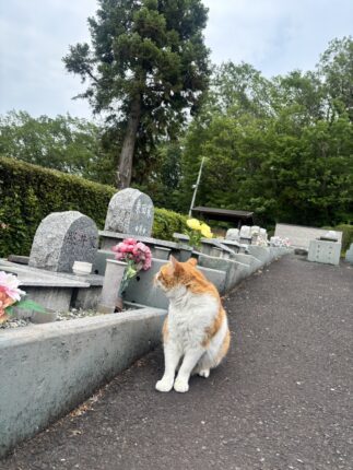 お墓パトロール　イチロー