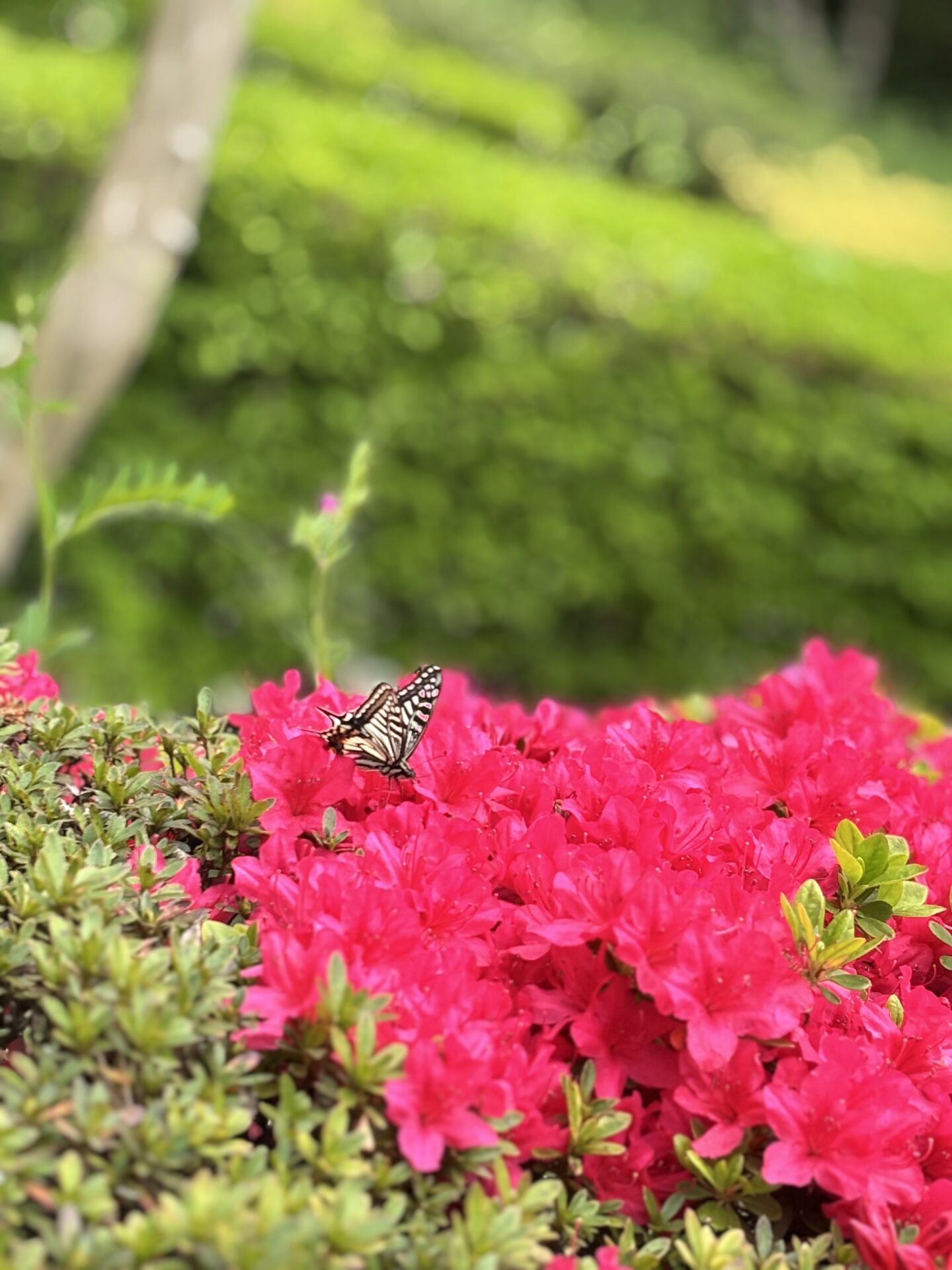 つつじ蝶