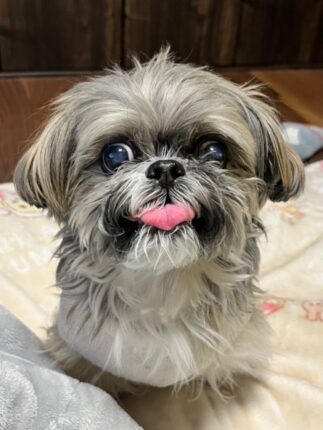 ねねちゃんの立会火葬
