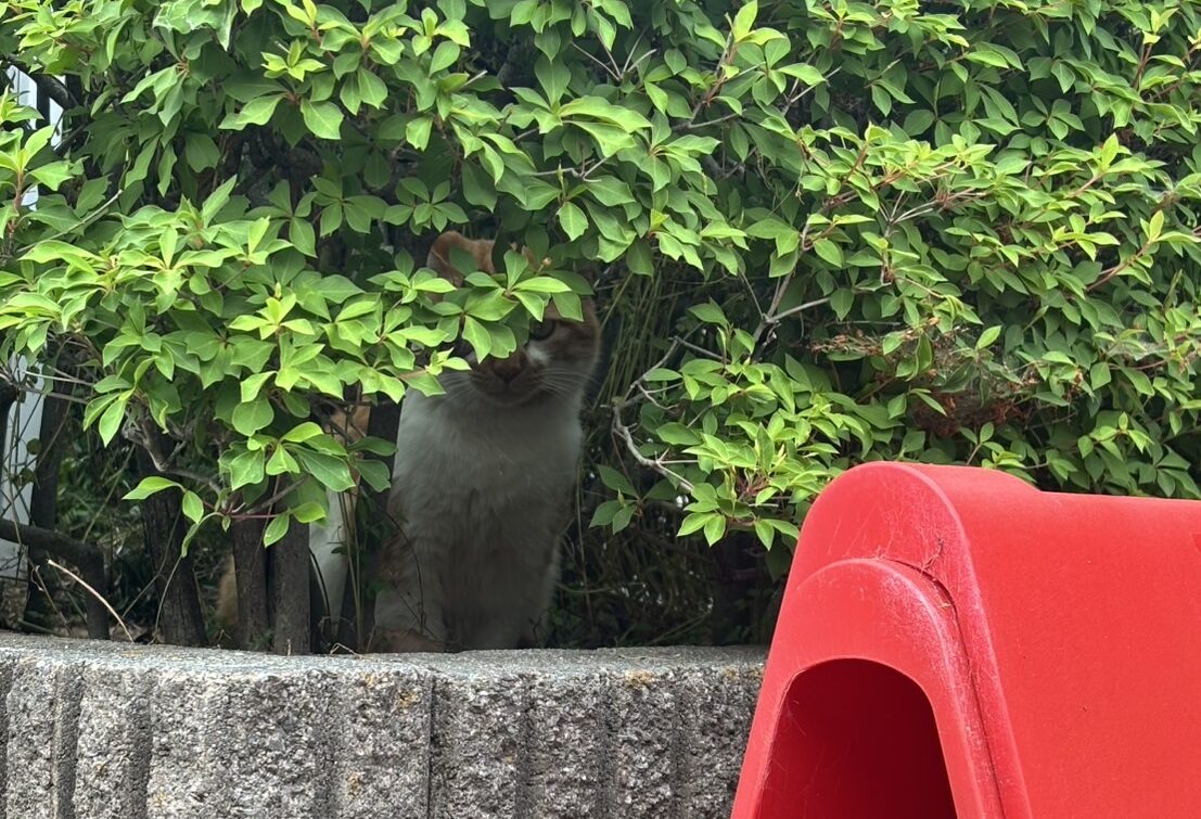 隠れてるイチロー