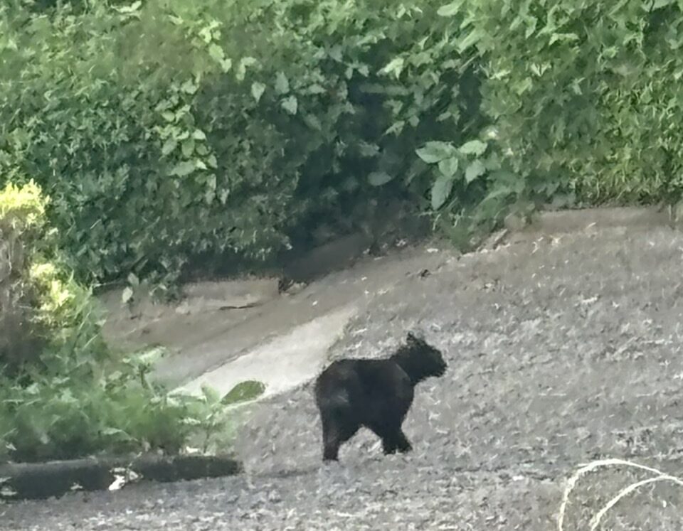 黒猫ちゃん