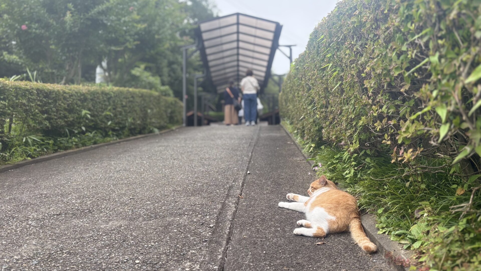 見守るイチロー