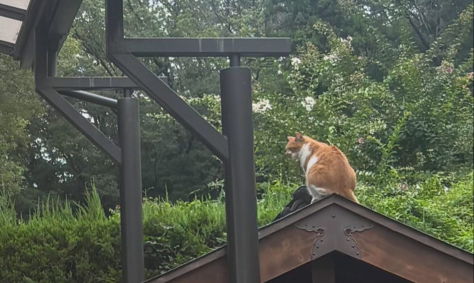 丸見えイチロー